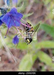 Attēlu rezultāti vaicājumam “Dasysyrphus tricinctus”