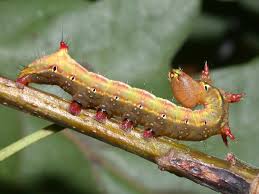 Attēlu rezultāti vaicājumam “Ptilodon capucina imago”