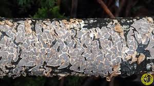 Attēlu rezultāti vaicājumam “Cylindrobasidium evolvens”