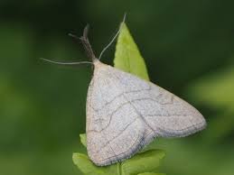 Attēlu rezultāti vaicājumam “Polypogon tentacularius”