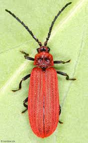 Attēlu rezultāti vaicājumam “Lycidae”