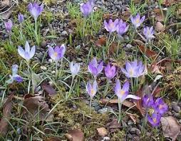 Attēlu rezultāti vaicājumam “Crocus tommasinianus flower”
