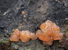 Attēlu rezultāti vaicājumam “Exidia saccharina”