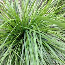 Attēlu rezultāti vaicājumam “Carex cespitosa”