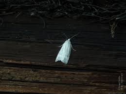 Attēlu rezultāti vaicājumam “Eana argentana”