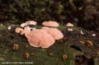 Attēlu rezultāti vaicājumam “Aleurodiscus amorphus”