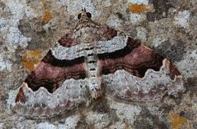 Attēlu rezultāti vaicājumam “Xanthorhoe designata”