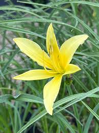 Attēlu rezultāti vaicājumam “Hemerocallis lilioasphodelus”