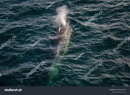 Image result for Balaenoptera borealis