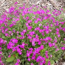 Image result for Aubrieta hybrida (cultorum)