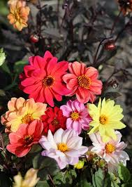 Image result for Dahlia `Red Skin`