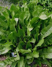 Attēlu rezultāti vaicājumam “Armoracia rusticana bud”