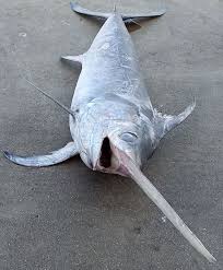 Image result for Xiphias gladius