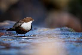 Attēlu rezultāti vaicājumam “Cinclus cinclus”