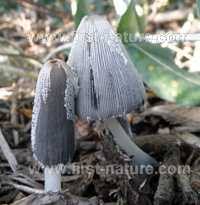 Attēlu rezultāti vaicājumam “Coprinus lagopus”