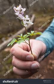 Attēlu rezultāti vaicājumam “Epipogium aphyllum”