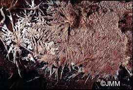 Attēlu rezultāti vaicājumam “Steccherinum fimbriatum”