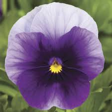 Image result for Viola cornuta