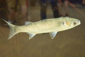 Image result for Mugil curema