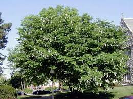 Attēlu rezultāti vaicājumam “Cladrastis kentukea”