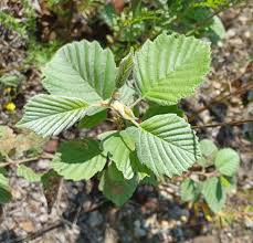 Attēlu rezultāti vaicājumam “Alnus incana leaf”