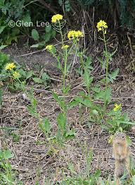 Attēlu rezultāti vaicājumam “Sisymbrium loeselii flower”