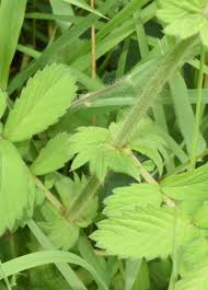 Attēlu rezultāti vaicājumam “Agrimonia pilosa leaf”