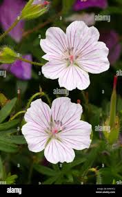 Attēlu rezultāti vaicājumam “Geranium sanguineum flower”