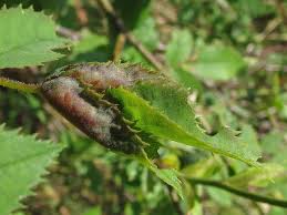 Attēlu rezultāti vaicājumam “Rabdophaga heterobia”