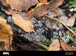 Attēlu rezultāti vaicājumam “Stemonitopsis typhina stalked”