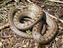 Attēlu rezultāti vaicājumam “Coronella austriaca”