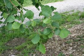 Attēlu rezultāti vaicājumam “Alnus glutinosa”
