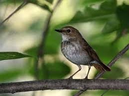 Image result for Luscinia sibilans