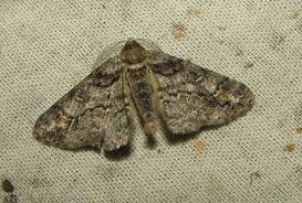 Attēlu rezultāti vaicājumam “Cleora cinctaria”