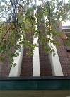 Lime Tree and Futurist Detail. There must be a name for this type of feature - via Daymix