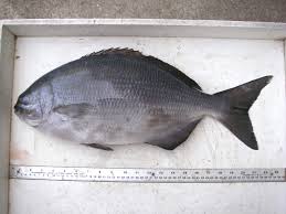 Image result for Kyphosus