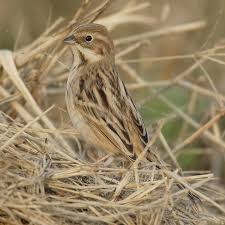 Image result for Emberiza pallasi