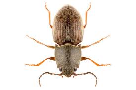 Attēlu rezultāti vaicājumam “Athous sp.”