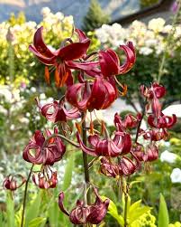 Attēlu rezultāti vaicājumam “Lilium martagon leaf”