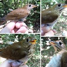 Image result for Catharus fuscescens