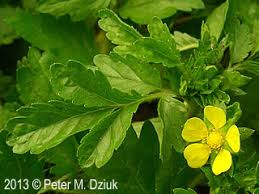 Attēlu rezultāti vaicājumam “Potentilla supina flower”