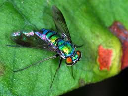 Attēlu rezultāti vaicājumam “Dolichopodidae”