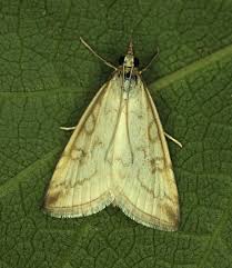 Attēlu rezultāti vaicājumam “Udea lutealis”