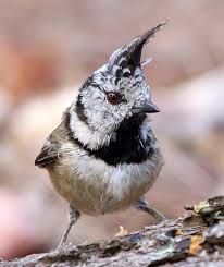 Attēlu rezultāti vaicājumam “Lophophanes cristatus”