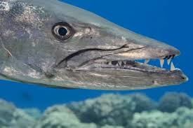 Image result for Sphyraena barracuda