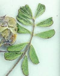 Attēlu rezultāti vaicājumam “Astragalus arenarius leaf”