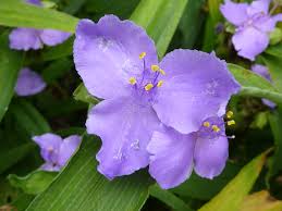 Attēlu rezultāti vaicājumam “Tradescantia virginiana”