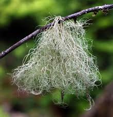 Attēlu rezultāti vaicājumam “Ramalina thrausta”