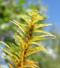 Attēlu rezultāti vaicājumam “Helodium blandowii”