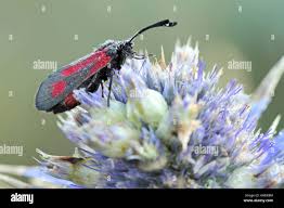 Attēlu rezultāti vaicājumam “Zygaena sp.”